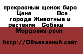 прекрасный щенок биро › Цена ­ 20 000 - Все города Животные и растения » Собаки   . Мордовия респ.
